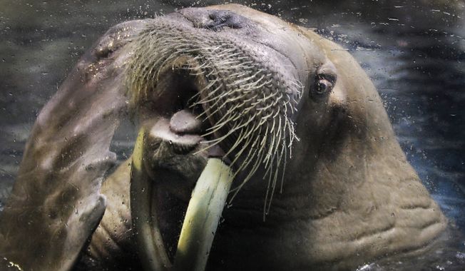 A male walrus pokes his tongue out at his trainer during a practice at the Hakkeijima Sea Paradise aquarium-amusement park complex in Yokohama, near Tokyo, Japan, Saturday, Feb. 4, 2012. (AP Photo/Itsuo Inouye) ** FILE **