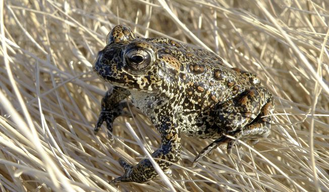 In this image provided by the Nevada Department of Wildlife, a Dixie Valley toad sits atop grass in Dixie Valley, Nev., on April 6, 2009. Interior Department officials have decided to “revisit” the 2021 environmental review that cleared the way for construction of a geothermal power plant in Nevada where an endangered toad lives, a victory for environmentalists and tribal leaders suing to block the project. (Matt Maples/Nevada Department of Wildlife via AP, File)