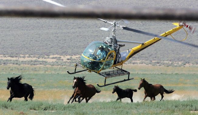 A livestock helicopter pilot rounds up wild horses from the Fox &amp; Lake Herd Management Area, July 13, 2008, in Washoe County, Nev. Eleven wild horses have died in the first 10 days of a big mustang roundup in Nevada. A Las Vegas congresswoman says the series of tragedies since July 9, 2023, underscores the urgent need to outlaw the use of helicopters to capture the animals. (AP Photo/Brad Horn, File)