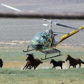 A livestock helicopter pilot rounds up wild horses from the Fox &amp; Lake Herd Management Area, July 13, 2008, in Washoe County, Nev. Eleven wild horses have died in the first 10 days of a big mustang roundup in Nevada. A Las Vegas congresswoman says the series of tragedies since July 9, 2023, underscores the urgent need to outlaw the use of helicopters to capture the animals. (AP Photo/Brad Horn, File)