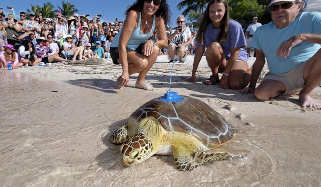 Bette Zirkelbach, left, and Richie Moretti, right, watch as &quot;Marcia,&quot; a juvenile green sea turtle, is released off the Florida Keys, Friday, July 14, 2023, at Sombrero Beach in Marathon, Fla. &quot;Marcia,&quot; named by her rescuers after being found off Marathon suffering from positive buoyancy disorder, was rehabilitated at the Keys-based Turtle Hospital and was fitted with a satellite-tracking transmitter and released Friday to participate in the Tour de Turtles, an online educational tracking program coordinated by the Sea Turtle Conservancy. Beginning Aug. 1, the initiative is to follow 12 sea turtles for three months. (Andy Newman/Florida Keys News Bureau via AP)