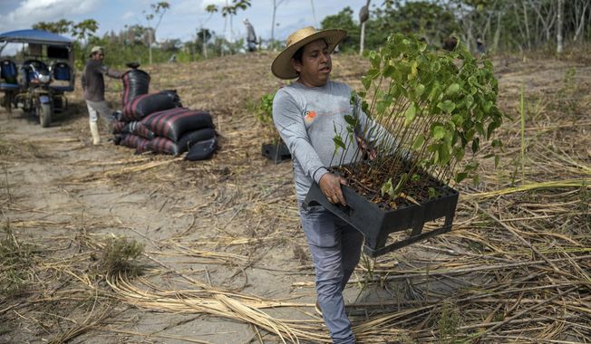 Forestry researcher Jhon Farfan carries saplings to replant a field damaged by illegal gold miners in Madre de Dios, Peru, on March 29, 2019. The rainforest is under increasing threat from illicit logging, mining and ranching. Farfan&#x27;s job involves inspecting lands where the forest has already been lost to illegal mining spurred by the spike in gold prices following the 2008 global financial crash. (AP Photo/Rodrigo Abd)
